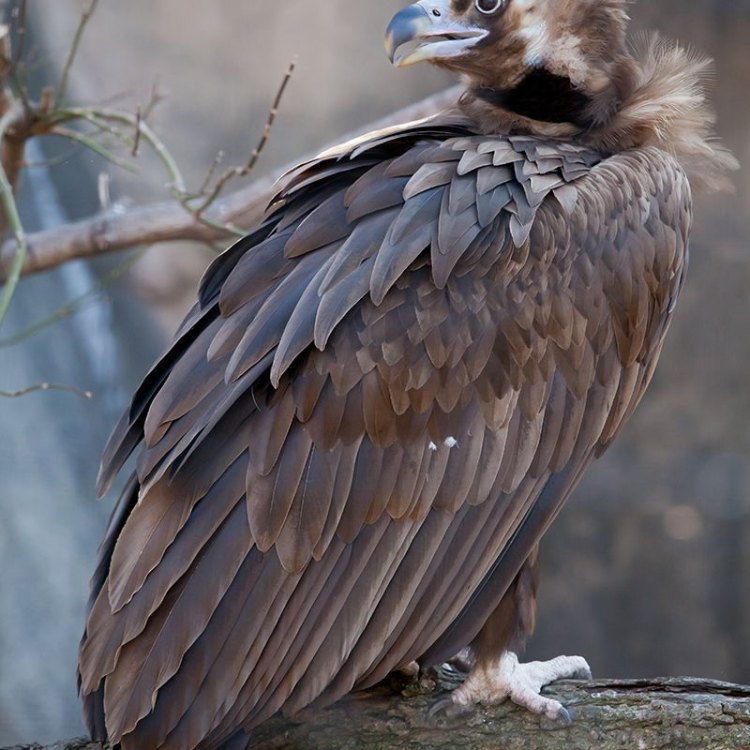 The Mighty Cinereous Vulture: The Largest Bird of Prey in Europe, Asia, and Africa