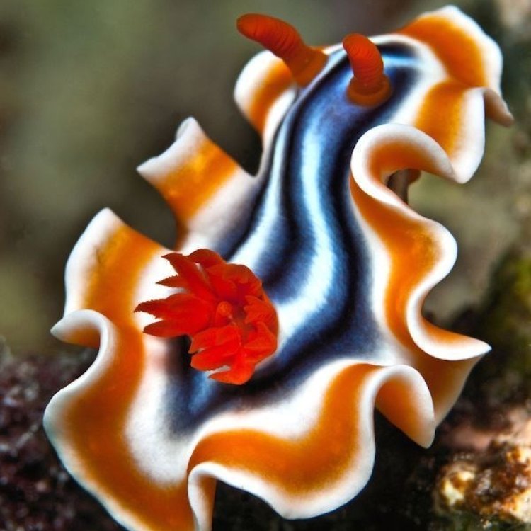 The Fascinating World of the Sea Slug: Bright and Colorful Creatures of the Ocean