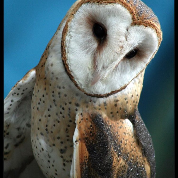 The Fascinating World of the Barn Owl: Nature's Silent Hunter