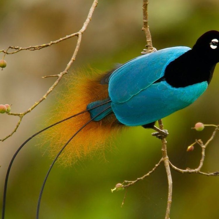 Bird Of Paradise: A Fascinating Avian Wonder