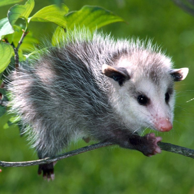 The Amazing World of Possums: Nature's Hidden Gems