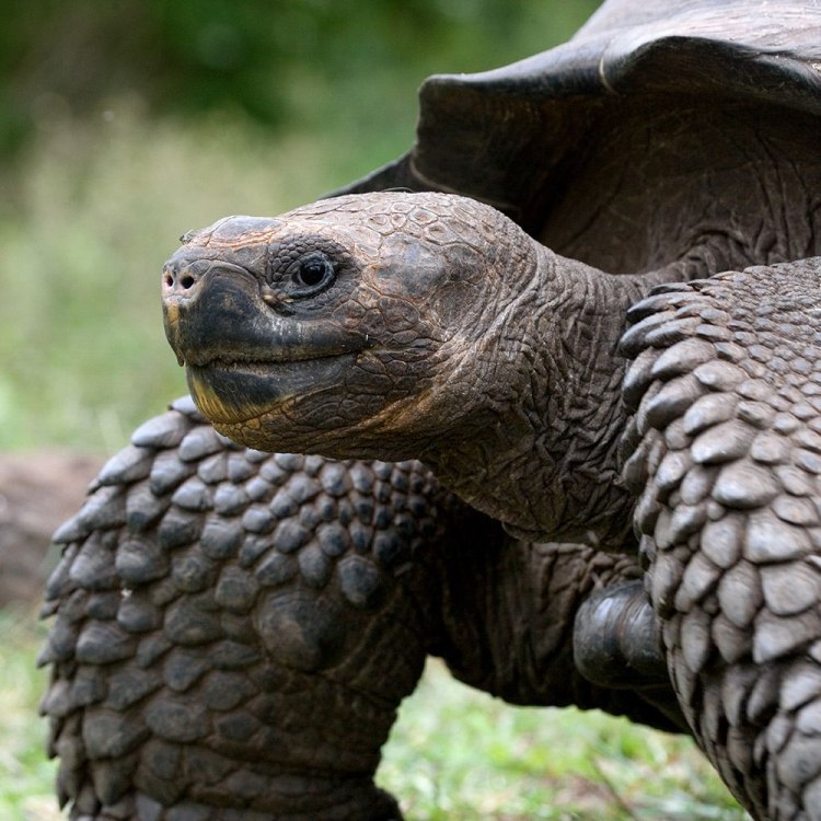 The Galapagos Tortoise: A Marvel of Evolutionary Adaptation