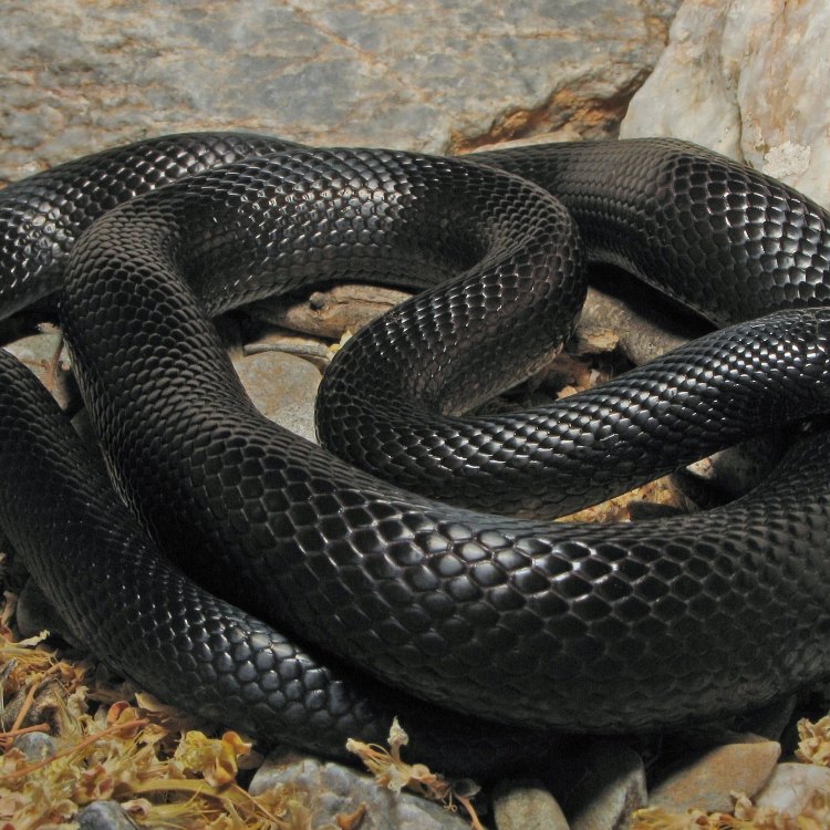 The Mysterious and Enigmatic Mexican Black Kingsnake