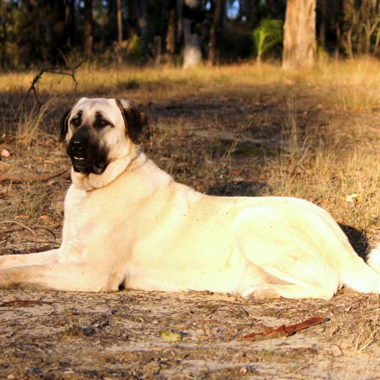 The Mighty Anatolian Shepherd Dog: A Master of the Mountains
