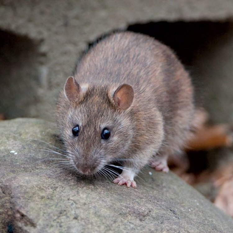 The Diminutive Woodrat: A Small and Mighty Creature with a Big Impact