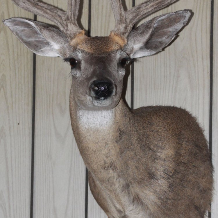 The Fascinating World of Coues Deer: A Marvel of Nature
