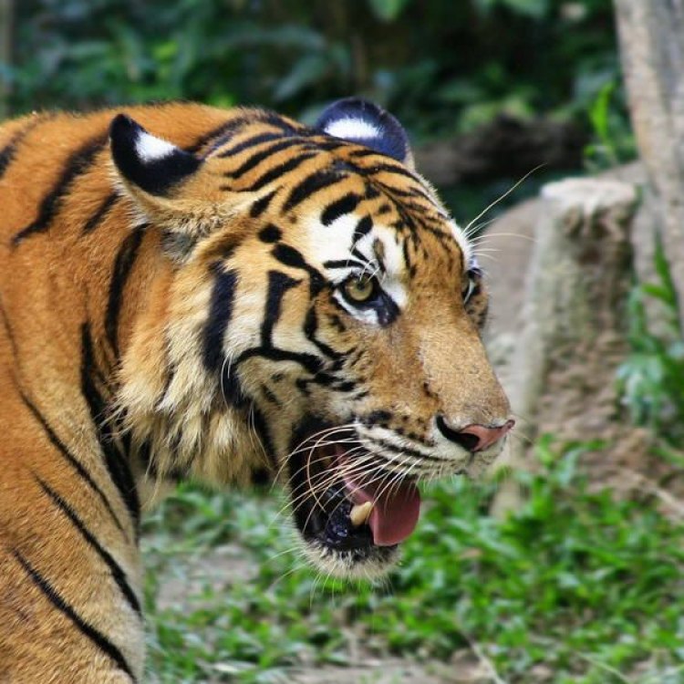 The Endangered Beauty: The South China Tiger