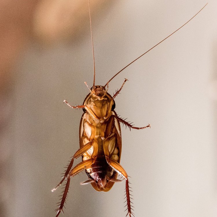 The American Cockroach: A Notorious Insect That Has Conquered the World