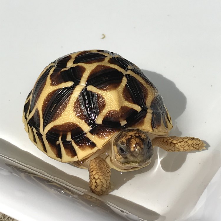 The Magnificent Indian Star Tortoise: A Unique and Adaptable Species