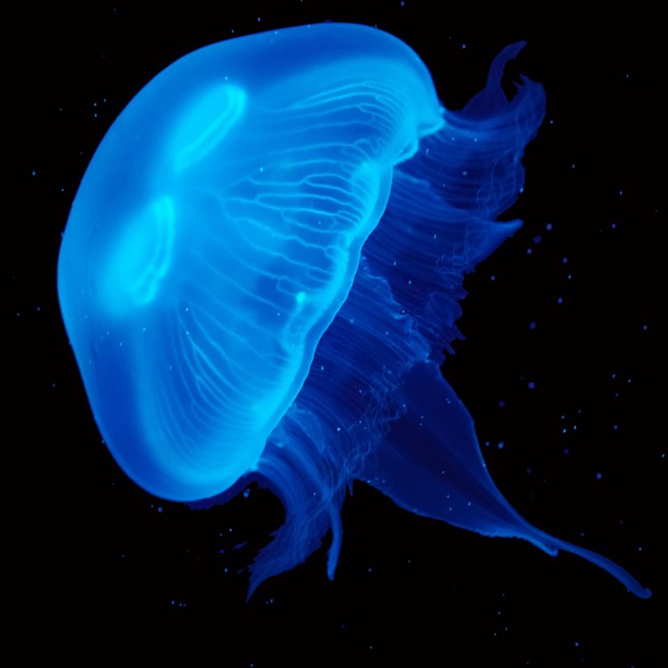 The Mesmerizing World of Freshwater Jellyfish