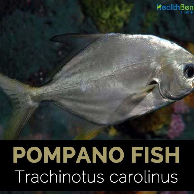 Trachinotus carolinus