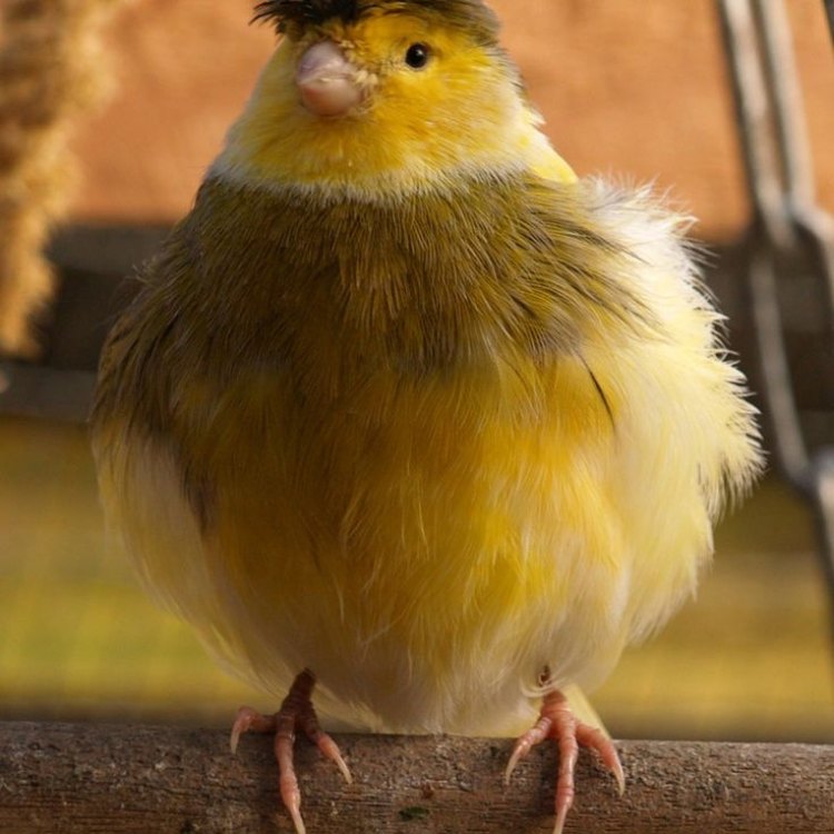 The Delightful Belgian Canary: A Small but Mighty Bird