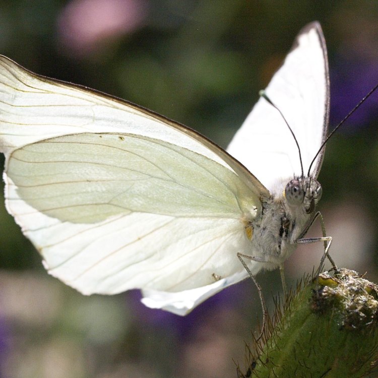 The Dazzling White Butterfly: A True Beauty of Nature
