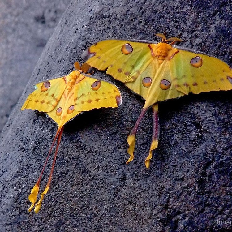 The Fascinating World of the Comet Moth