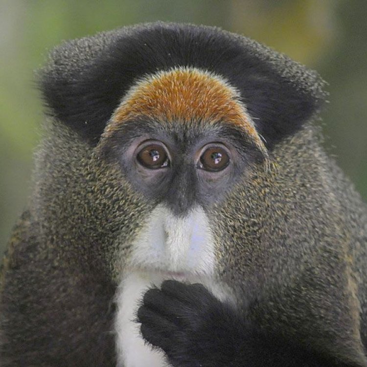 Exploring the Fascinating World of De Brazzas Monkeys