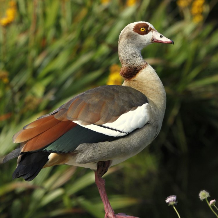 The Colorful Egyptian Goose: A Fascinating Bird of Africa