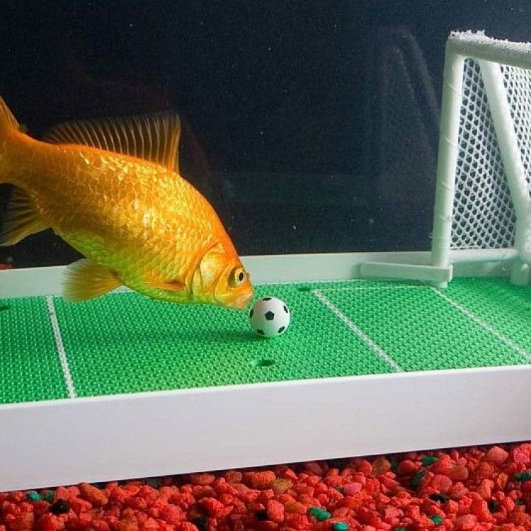 The Fascinating World of the Football Fish