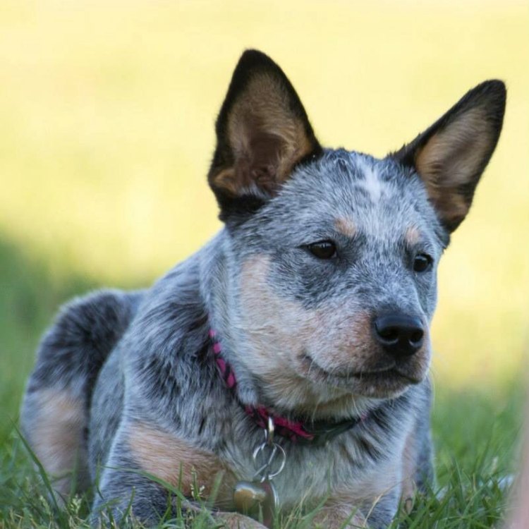 A Closer Look at the Australian Cattle Dog: The Hardworking Breed of Australia