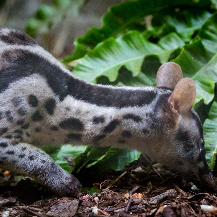 The Elusive Banded Palm Civet: A Mysterious Creature of Southeast Asia