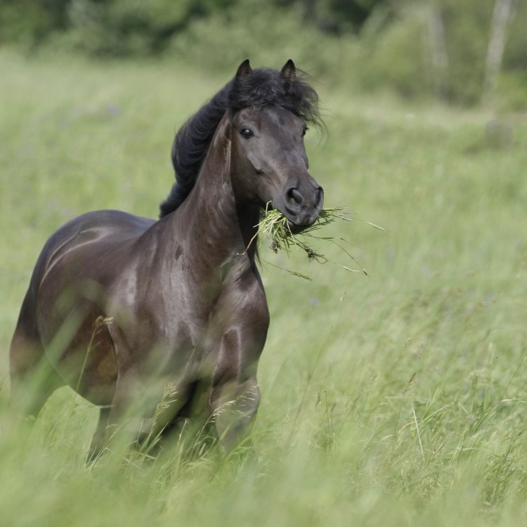 Equus ferus caballus