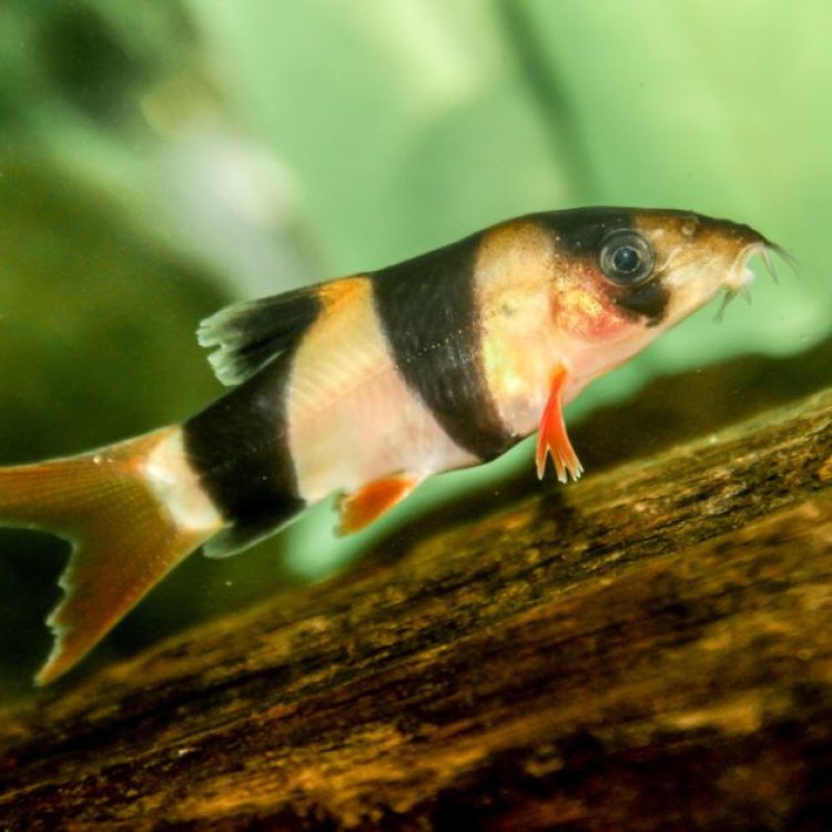 The Fascinating World of Loaches: Nature's Hidden Gems
