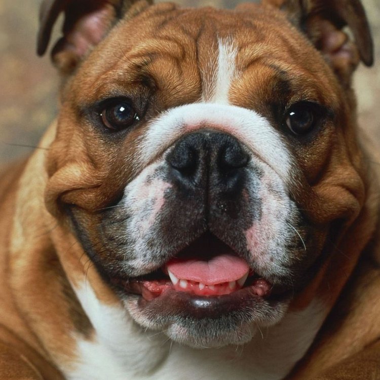 The Loyal and Tenacious English Bulldog: A Man's Best Friend