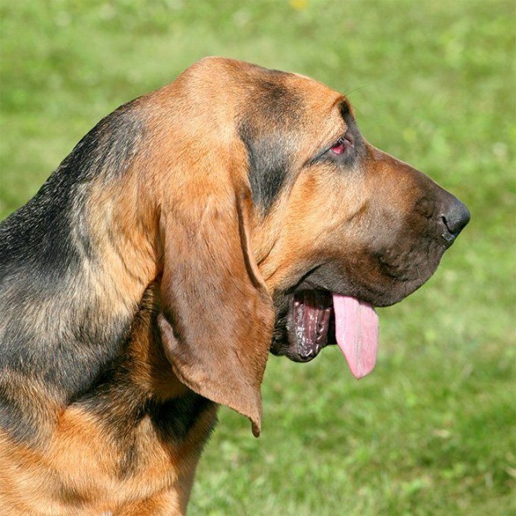 The Mighty Bloodhound: Our Best Friend with an Incredible Sense of Smell