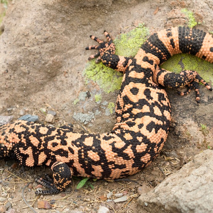 The Fascinating Gila Monster: A Unique Reptile from the Deserts of United States and Mexico
