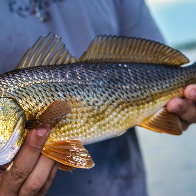 The Fascinating Red Drum Fish: A Colorful and Mighty Predator of the Western Atlantic Ocean