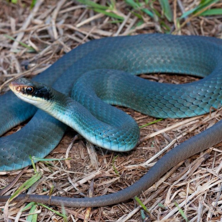 Coluber constrictor foxi