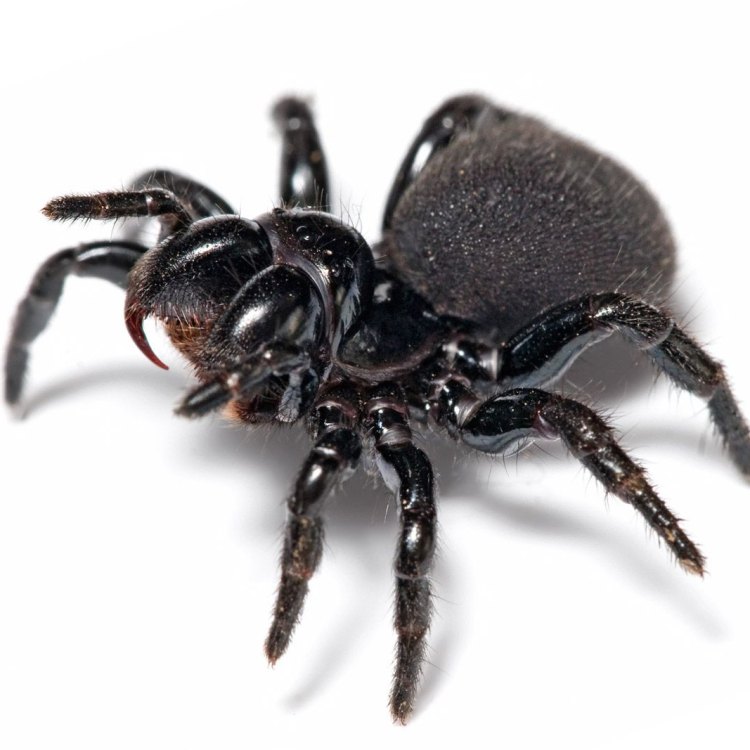The Mighty Mouse Spider: A Fascinating Arachnid from Down Under