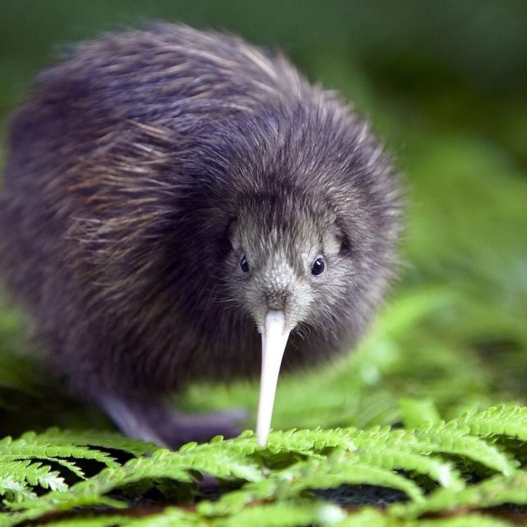 The Fascinating World of the Kiwi: New Zealand's Native Flightless Bird