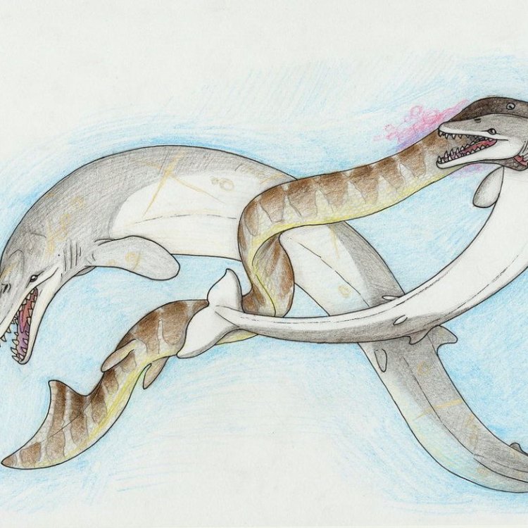 The Legendary Sea Serpent of the Paleocene and Eocene: Palaeophis