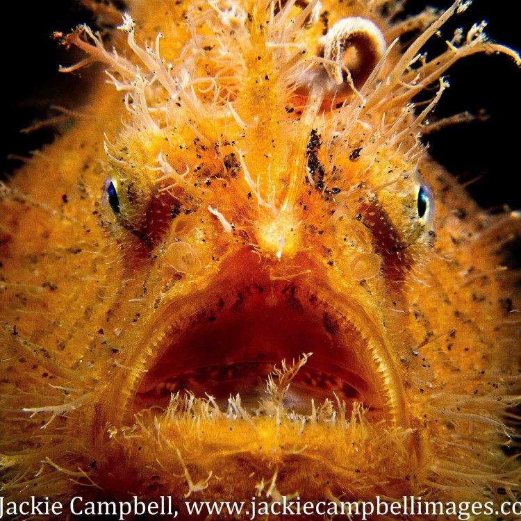 The Fascinating World of the Hairy Frogfish: A Master of Camouflage