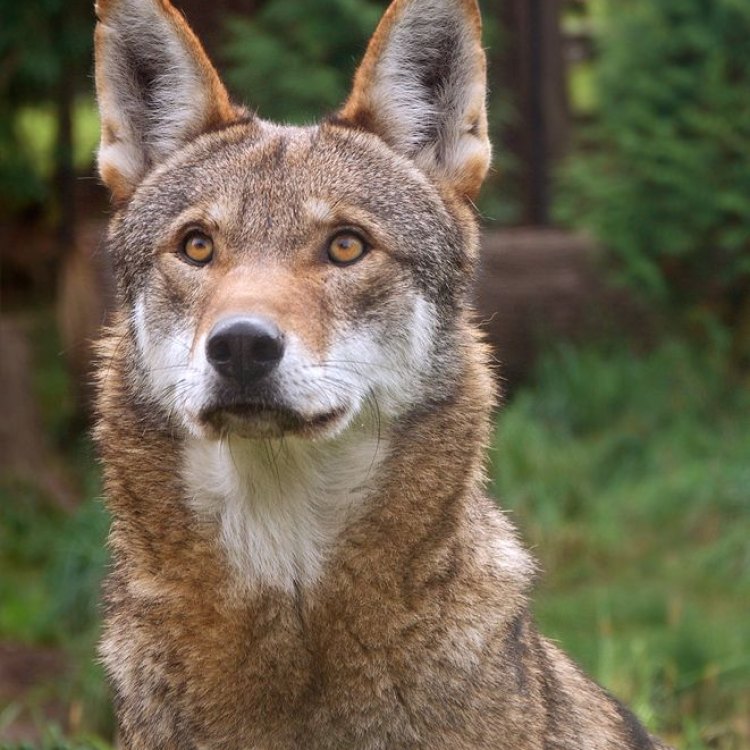 The Fascinating Red Wolf: A Rare and Endangered Species