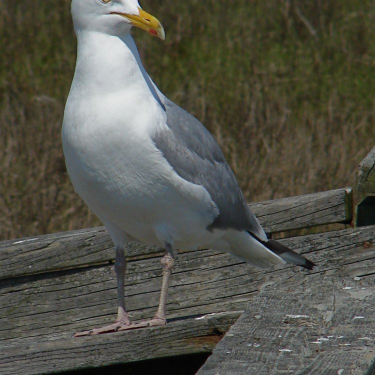 The Majestic Herring Gull: A Master of the Coastlines
