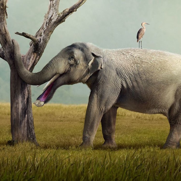 Discovering the Mysterious Platybelodon: An Elephant-like Creature with a Fascinating History