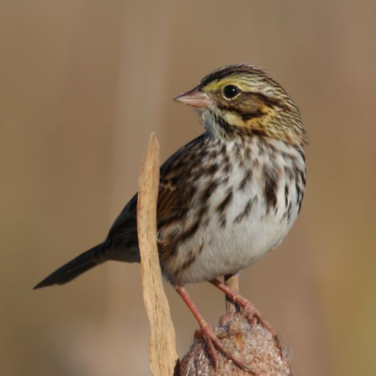 The Versatile Savannah Sparrow: A Fascinating Bird of the Grasslands