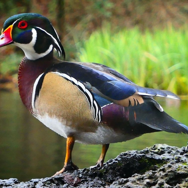 The Spectacular Wood Duck: The Shining Jewel of North America's Wetlands