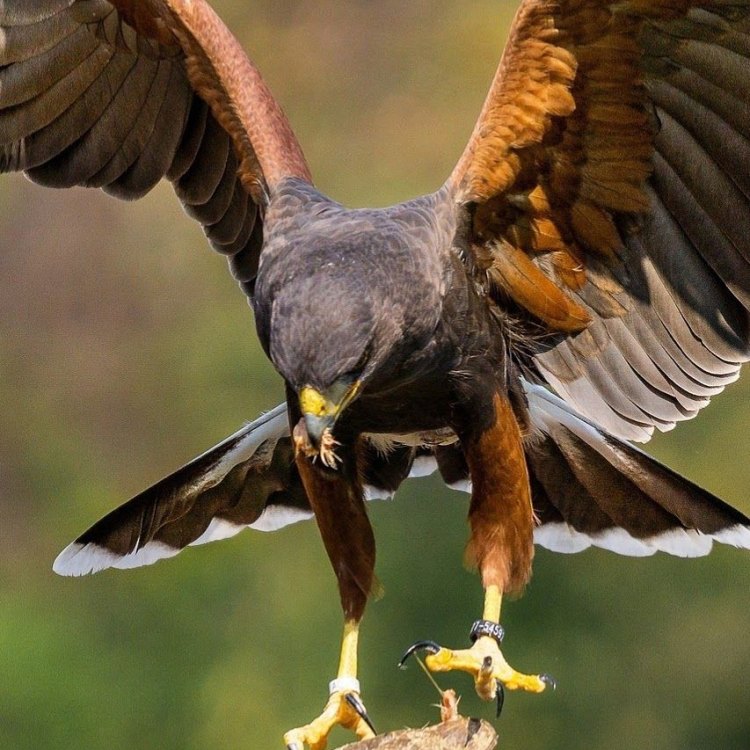 The Fascinating Harris Hawk: A Master of Flight and Hunting
