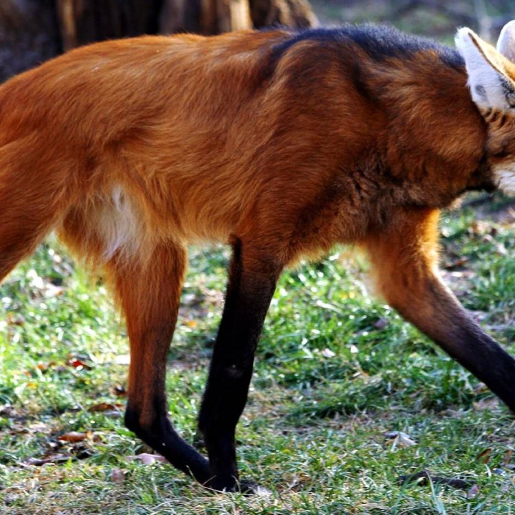 The Fascinating Maned Wolf: A Unique Canine of South America