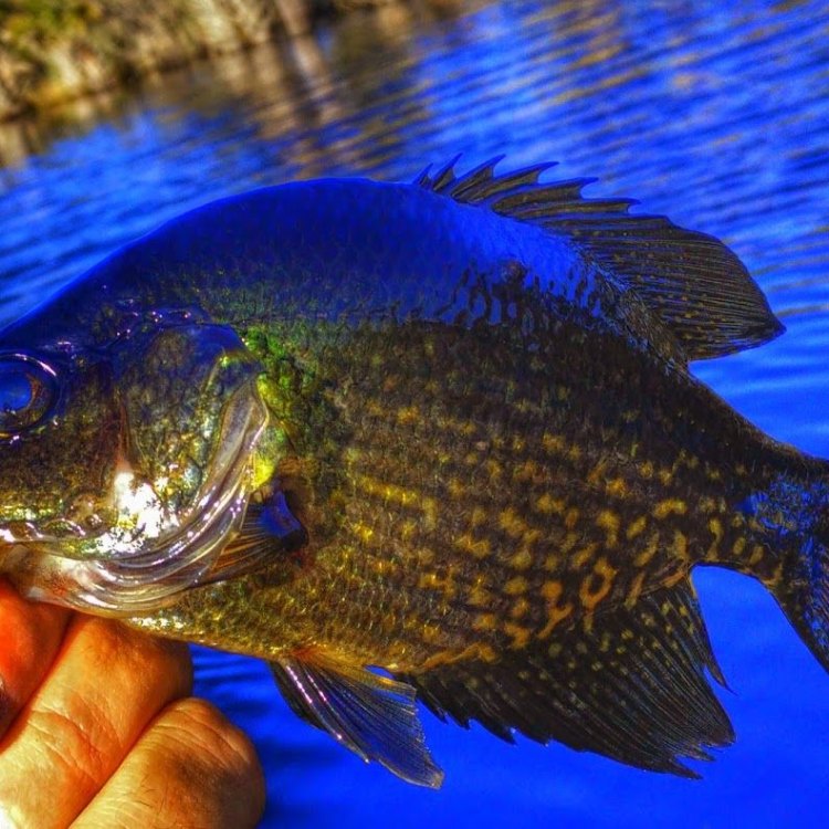 The Mysterious Black Crappie: A Marvel of Freshwater Habitats