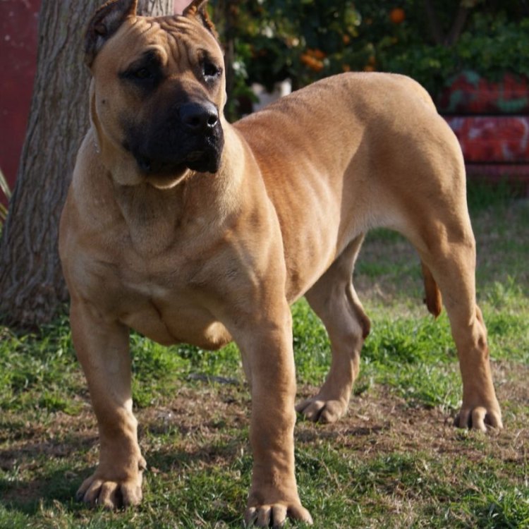 The Fearless and Loyal Perro De Presa Canario: The Ultimate Guardian Dog