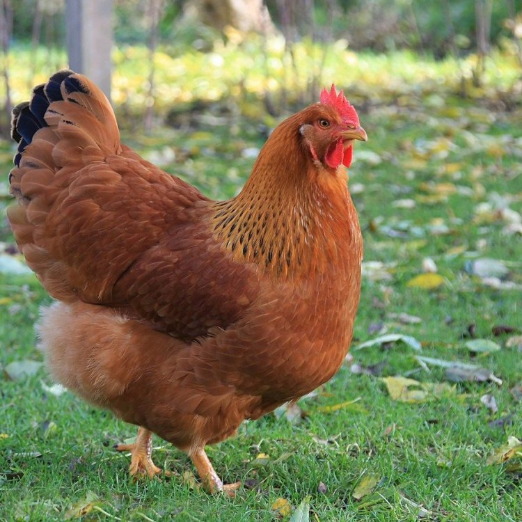 The Ultimate Guide to the New Hampshire Red Chicken
