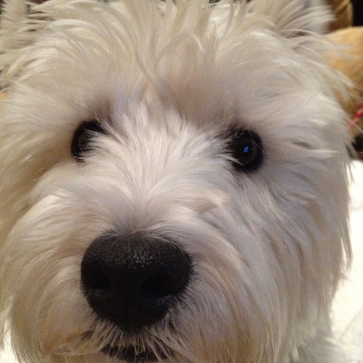 The Westiepoo: A Cute and Clever Canine Companion