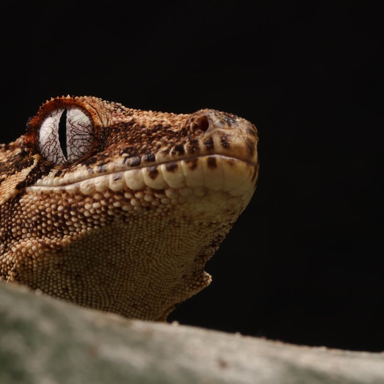 Uncovering the Mysteries of the Gargoyle Gecko: A Fascinating Reptile from New Caledonia