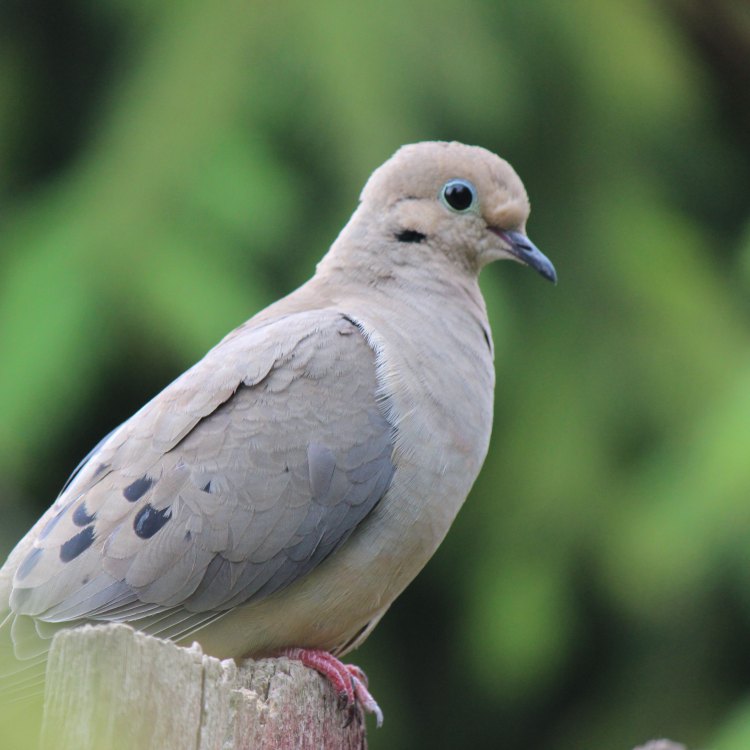 The Graceful Mourning Dove: A Symbol of Peace and Serenity
