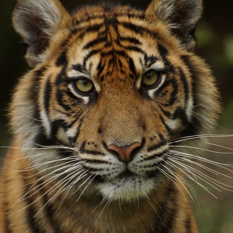 The Magnificent Sumatran Tiger: A National Treasure of Indonesia