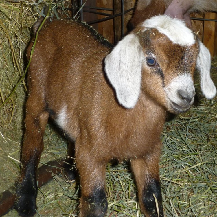 The Fascinating Kinder Goat: A Compact and Adorable Breed