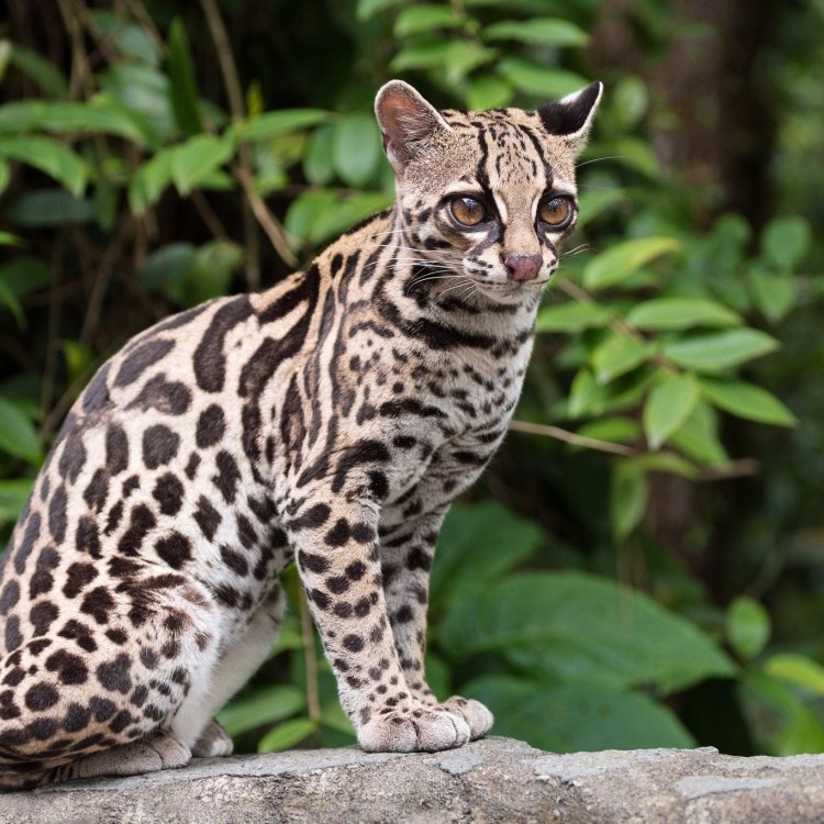 The Mysterious and Mischievous Margay: An Enchanting Feline of the Rainforests